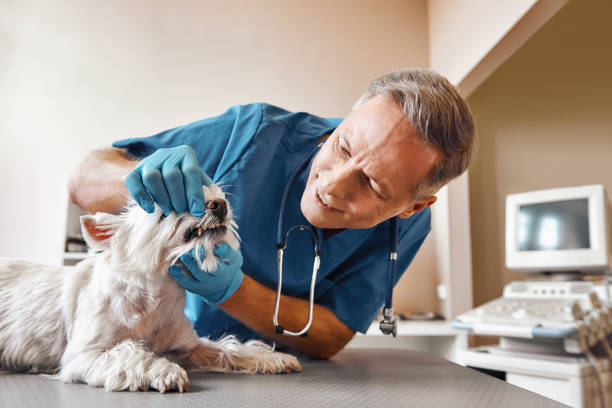 Best Walk-In Emergency Dental Services in Humble, TX